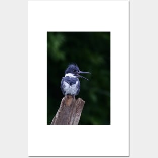 Belted Kingfisher Posters and Art